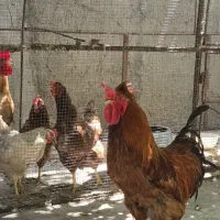 خروس