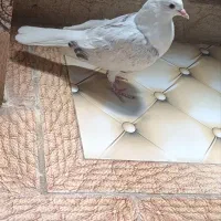 کبوتر|پرنده|مهرستان, |دیوار