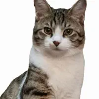 گربه اهلی وابسته