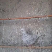 کفتر جوجه ماده هما سرور غریبگیری ۳۰۰تومن ببر مفت