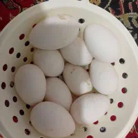 تخم غاز|حیوانات مزرعه|شیروان (لرستان), |دیوار