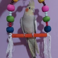 عروس هلندی گم شده