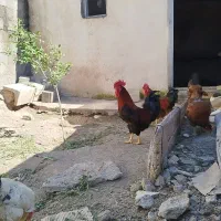 خروس خاص