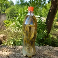 خیارشور