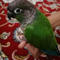 2 عددگرین چیک دستی