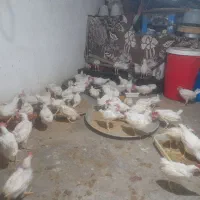 فروش جوجه