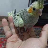 عروس هلندی