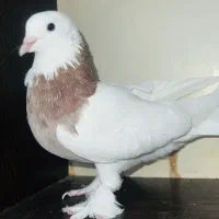 کبوتر