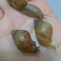 حلزون آچاتینا