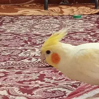 عروس هلندی لوتینو نر فول اهلی