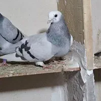کفتر