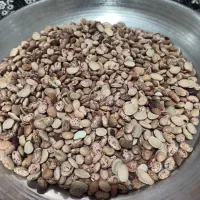 لوبیا چیتی ۲۳۰