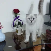 *فروشی* فول اسکاتیش