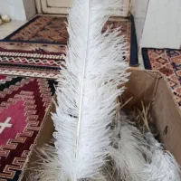 فروش پر شترمرغ