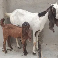 بزدرجه یک