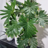 گل برگ انجیری فر