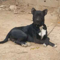 آگهی رو بخونید