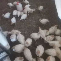 جوجه بوقلمون بیوتی ۴۵ روزه