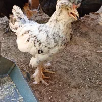 خروس|حیوانات مزرعه|کاشان, مفتح|دیوار