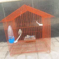 مرغ عشق