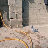 کفتر پلاکی مسافتی پیگو دستگیری