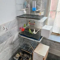 عروس هلندی و مرغ عشق
