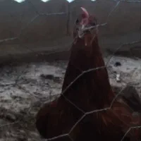 فروش مرغ