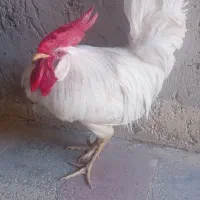 مرغ و خروس