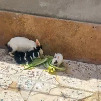 خرگوش