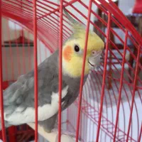 عروس هلندی نر