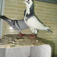 کفتر|پرنده|تفت, |دیوار