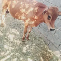 پاروک نر