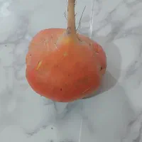 چغندر زرد اشی