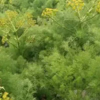 جاشیر