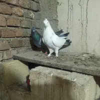 یک جفت کفتر نرو ماده کاکولی پر مغز دار