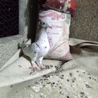 ماده نقره ای