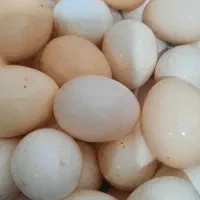 تخم مرغ محلی مناسب پخت