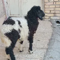 گوسفند یا بره ماده