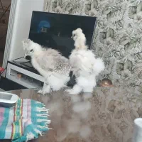 جوجه ابریشمی پت خونگی