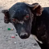 سگ نژاد دار