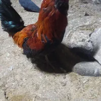 خروس گلین اصل