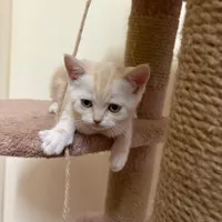 گربه نژاد