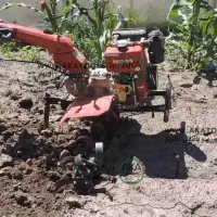 تیلر زنی و نهال گیلاس ضمانتی