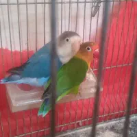 کوتوله‌برزیلی