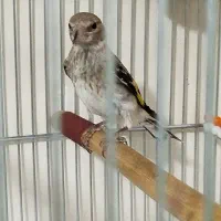 سهره