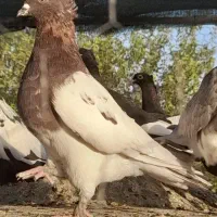 نر پریده