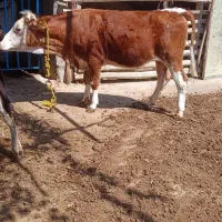 گاو و گوساله ماده سمینتال