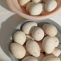 تخم بوقلمون نطفه دار