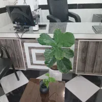 میز‌ و صندلی مدیریت واداری