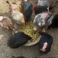 فروش مرغ تخم گذار
